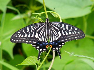 Papilio xuthus