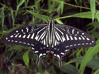 Papilio xuthus