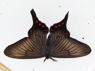 Epicopeia hainesii hainesii