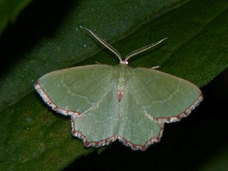 Culpinia diffusa