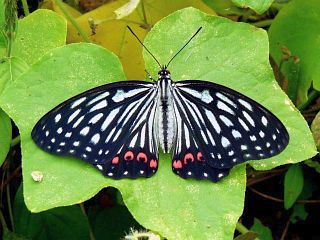 Hestina assimilis