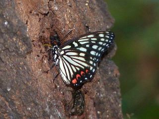 Hestina assimilis