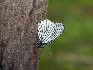 Hestina assimilis