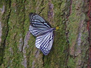Hestina assimilis