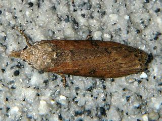 Lamoria glaucalis