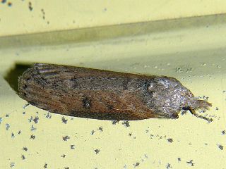 Lamoria glaucalis