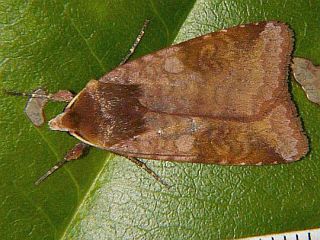 Diarsia pacifica