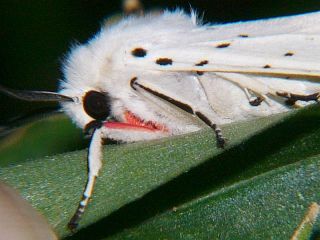 Spilosoma punctarium