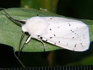 Spilosoma punctarium