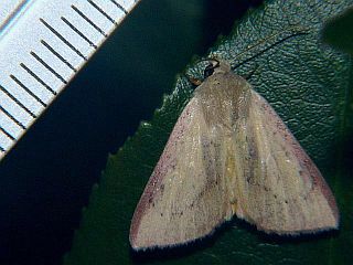 Adisura atkinsoni