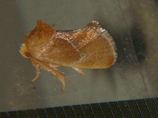 Scopelodes contractus