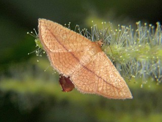 Striglina cancellata