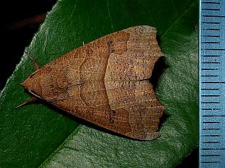 Gonitis mesogona