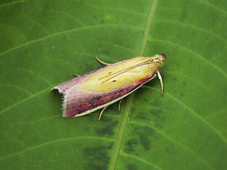 Oncocera semirubella