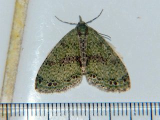 Trichopterigia costipunctaria