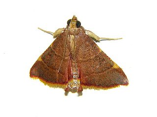 Herculia pelasgalis