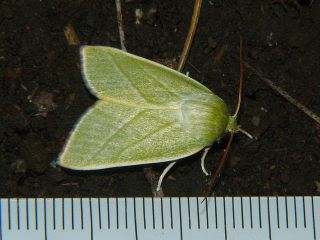 Pseudoips sylpha