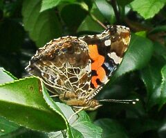 Vanessa indica