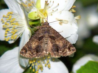 Erygia apicalis