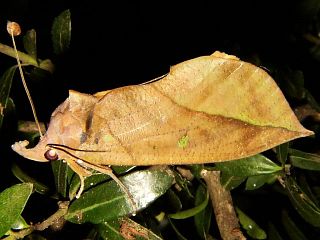 Eudocima tyrannus