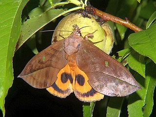 Eudocima tyrannus
