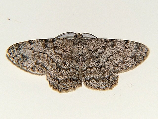 Hypomecis akiba