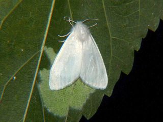 Hyphantria cunea