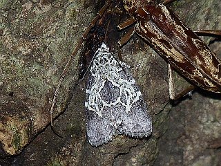 Lophonycta confusa