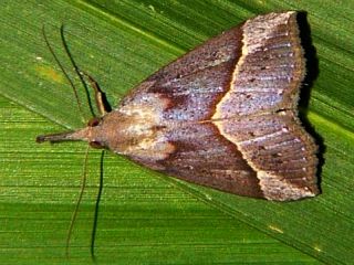 Hypena subcyanea
