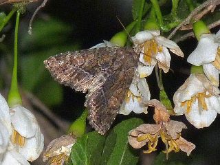 Antapamea conciliata