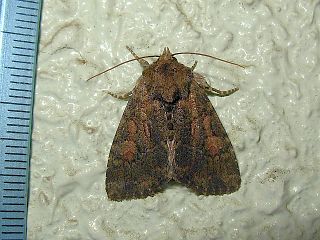 Antapamea conciliata