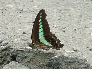 Graphium sarpedon nipponum
