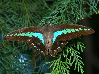 Graphium sarpedon nipponum
