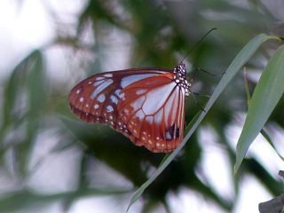 Parantica sita
