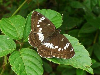 Limenitis glorifica