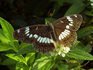 Limenitis glorifica