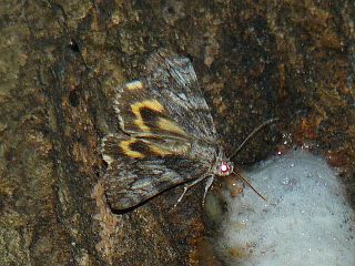 Catocala streckeri