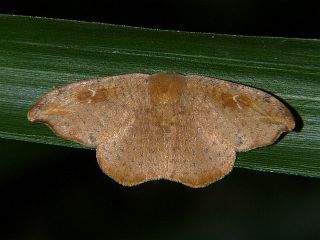 Oreta pulchripes