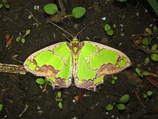Agathia visenda curvifiniens