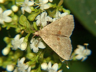 Hemipsectra fallax