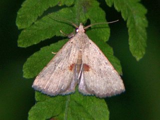 Hemipsectra fallax