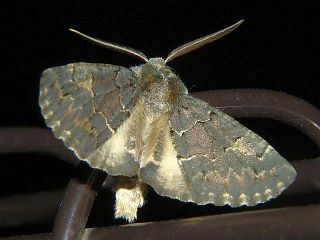 Pachyligia dolosa