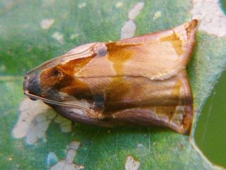 Archips audax