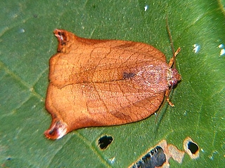 Archips audax