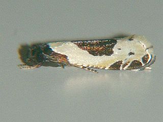 Morophaga bucephala
