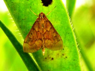 Ostrinia furnacalis