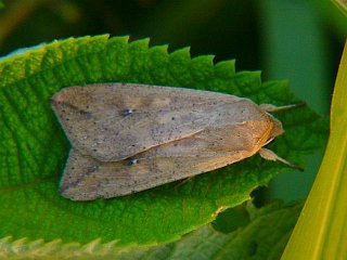 Mythimna separata
