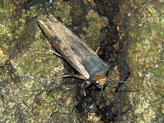 Xylena fumosa