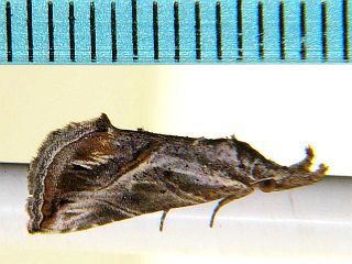 Zekelita plusioides