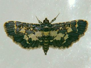 Eurrhyparodes accessalis